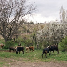 Farmyard Companions: Life in the Pasture
