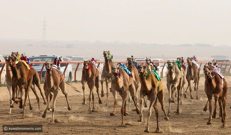Kuwait International Camel Race Championships 22nd Edition is Here
